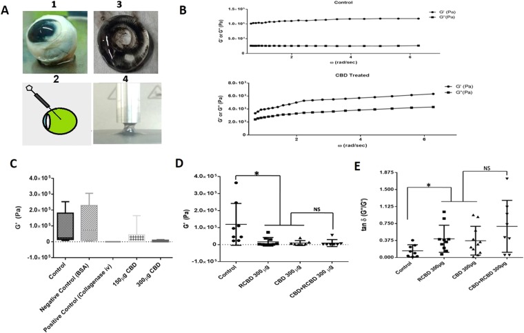 Rheological studies of goat eye vitreous treated with CBD/RCBD vitreous: (Panel A) Experimental set-up; (Panel B) Measurements of storage modulus (G’) and loss modulus (G”) were done for the control vitreous sample (treated with PBS) and vitreous treated with reagents. Frequency sweeps were recorded at fixed shear strain amplitude (γ○ =3%); linear viscoelastic region (i.e., modulus independent of frequency) is taken within the range of π/5 to 2π rad/s of oscillatory frequency sweep. Error bars indicate standard deviation; (Panel C) Upon treatment of vitreous with CBD, G’ decreased in a dose-dependent manner whereas injection with PBS (control) or BSA (negative control) did not show any change in G’; (D) Both, CBD as well as RCBD-treated vitreous resulted in a significant decrease in storage modulus (P < 0.05). The combination of CBD and RCBD showed a similar effect as seen with individual reagents; (E) The loss tangent (G”/G’) increased significantly in the presence of either reagent used individually, as well as in combination, as compared to control (p < 0.05). (**No of goat eyeballs per treatment group, n = 3).