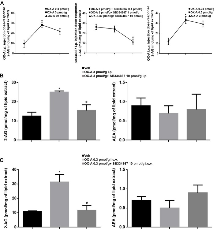 Levels of 2-AG and anandamide (AEA) in the brain of adult zebrafish injected with OX-A and SB334867. (A) Dose-response curve of OX-A and SB334867 i.p. injection and OX-A i.c.v. injection. (B) 2-AG levels, detected using LC–APCI-MS, significantly increased after i.p. injection with OX-A. The increase was prevented by 30 min of pretreatment with SB334867. No significative differences were found for the AEA. (C) 2-AG levels, detected using LC–APCI-MS, significantly increased after i.c.v. injection with OX-A. The increase was prevented by 15 min of pretreatment with SB334867. No significative differences were found for the AEA. Data are means ± SEM. *p < 0.05 vs. ctrl, #p < 0.05 vs. OX-A treated.