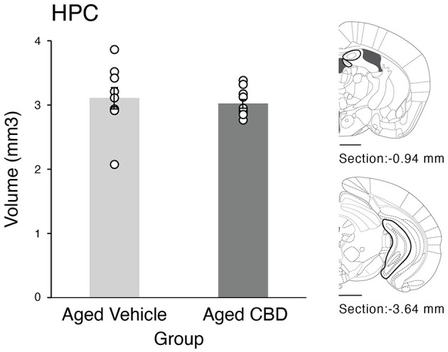 Effect of CBD on hippocampus volume in 21-month-old C57BL/6 mice. Hippocampal volume (mean ± SEM) in aged vehicle and CBD groups. Scale bars represent 1 mm. Vehicle group (n = 9; 7 male and 2 female), CBD group (n = 9; 7 male and 2 female).