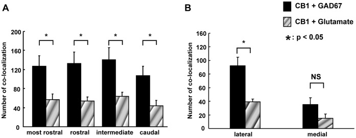 Co-localization of CB1 receptors + GAD67 and CB1 receptors + glutamate immunoreactivity.Quantification of the co-localization of CB1 receptor immunoreactivity with GAD67 and glutamate immunoreactivity in the rostrocaudal direction of the NTS (A). CB1 receptor immunoreactivity was observed to be co-localized with significantly more GAD67-ir cells than glutamate-ir cells throughout the rostrocaudal axis. The number of cells in which CB1 receptor immunoreactivity co-localized with both GAD67 and glutamate immunoreactivity was greater in the lateral portion than the medial portion of the NTS (B).