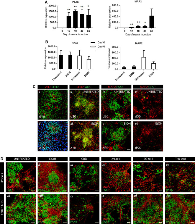 Efficient neural differentiation of hiPSCs and the effect of cannabinoid exposure. (A) qRT-PCR analysis of neural progenitor (PAX6) and neuronal (MAP2) mRNA expression levels relative to GAPDH at indicated timepoints. Data were analyzed by unpaired t-test, *p < 0.05, **p < 0.01; error bars represent standard error of the mean (SEM). (B) qRT-PCR analysis of PAX6 and MAP2 mRNA levels in untreated vs. vehicle-treated (0.01% EtOH) cultures showing no significant differences by unpaired t-test. Data in panels (A,B) were obtained from four independent experiments using iPSC6.2 cells. (C) Immunofluorescence for neural progenitor, neural and glial markers at different timepoints showing efficient neural commitment and differentiation of hiPSCs. Scale bars in panels (i,i’), 100 μm. Scale bars in panels (ii–vii), 50 μm. (D) Immunofluorescence at day 30 for neural progenitor marker PAX6 and neuron-specific microtubule-associated protein MAP2 in untreated (i, vii), vehicle-treated (ii, viii), and exposed to cannabinoids from day 19 to day 30 cultures (iii–vi, ix–xii), in two different iPSC lines, iPCS6.2 (male donor) and F002.1A.13 (female donor). Scale bars: 50 μm.