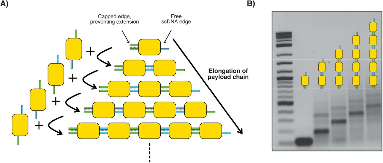 Multi-payload formation. A) Payloads can be attached together to form longer chains. ssDNA caps can be used to control the direction of elongation by blocking off one of the sticky ends. B) Longer payload chains produce slower bands for each additional payload added to the chain. The payload chains shown here were produced by sequentially adding equimolar quantities of payloads with the correct sticky ends to elongate the current chain, allowing incubation at 30°C for 30 minutes between each step. The final resulting payloads shown here were not purified and thus show some off-pathway products.