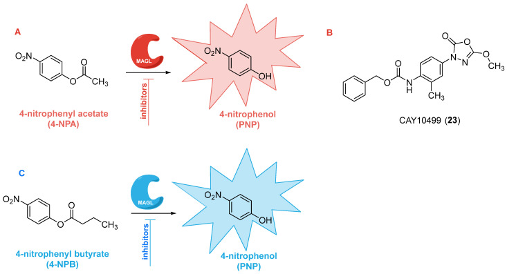 Colorimetric assays to assess MAGL inhibition activity by using 4-NPA (A) [69] or 4-NPB (C) [70] as chromogenic substrates. Structure of CAY10499 23 (B) [69].