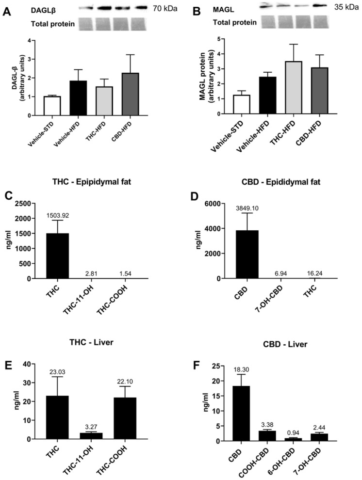 Expression of DAGL-β, MAGL, and phytocannabinoid metabolites in liver and adipose tissue. Protein levels of key enzymes involved in the synthesis and hydrolysis of 2-AG, DAGL-β (A), and MAGL (B), respectively (n = 2–4). Levels of THC, CBD, and their metabolites were assessed at the end of the treatment regime, as described in the Materials and Methods section, in epididymal fat (C,D) and liver tissue (E,F) (n = 4). Data are shown as mean ± SEM.