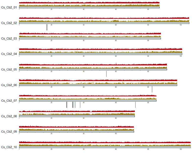 Cannbio-2 genome sequence assembly’s karyoplot representing genome-wide density of masked repeat regions (gold), gene density (red) and regions of putative THC/CBD synthase genes (black lines).