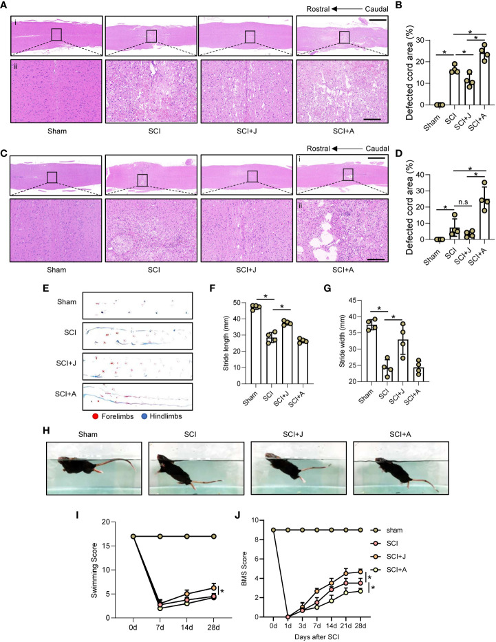 CB2R attenuated histological and functional damage post-SCI. (A) Representative images of H&E staining of spinal cords on day 3 post-SCI (injured cords in black frames). Scale bar (i) = 600 μm (ii) = 100 μm. (B) Quantitative analysis of defected area by H&E staining. (C) H&E staining of spinal cords on day 3 post-SCI (injured cords in black frames). Scale bar: (i) = 600 μm, (ii) = 100 μm. (D) Quantitative analysis of defected area by H&E staining. (E) Mouse footprint assay on day 28 post-SCI. Quantitative analysis of stride length (F) and width (G) of the hindlimbs of mice post-SCI. (H) Representative images of a mouse swimming on day 28 post-SCI. Statistical analysis of the Louisville Swim Scale score (I) and Basso Mouse Scale (J) over a 28-day period. * p < 0.05. n.s means no significance.