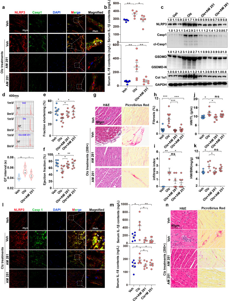 Pharmacologic inhibitors of CB1R rescued antipsychotics-induced pyroptosis and cardiotoxicity. a Immunofluorescence staining of NLRP3 and Casp1 in Olz (5 mg/kg)-treated mouse hearts. Arrowheads indicate NLRP3 specks (yellow signal). Scale bar = 20 μm. b ELISA detection of mouse serum IL-1β and IL-18 contents (n = 5–6/group). c Western blotting of pyroptotic protein levels. The values above each protein blot represent the ratio of protein intensity to tubulin. d ECG monitoring of QT interval (n = 5–7/group). e, f Echocardiography measurements of ejection fraction and fraction shortening (n = 5–8/group). g H&E staining and PicroSirius red staining of hearts tissues under indicated treatments. Scale bar = 80 μm. Quantitative analysis of fibrosis, infiltrate index, heart weight/body weight (HW/BW), and HW/right tibia length (HW/TL). n = 10 in (h) and n = 5–7 in (i–k). l Immunofluorescence staining of NLRP3 and Casp1 in Clz (25 mg/kg)-treated heart tissues. Arrowheads indicate NLRP3 specks (yellow signal). Scale bar = 20 μm. m ELISA detection of mouse serum IL-1β and IL-18 contents (n = 5–6/group). n H&E staining and PicroSirius red staining of hearts tissues under indicated treatments. Scale bar = 80 μm. All quantification represents the mean and SEM of each group. Unpaired Student’s t-test was used for analysis in (b, d, e, f, h–k, m). ns, no significance. *p < 0.05; **p < 0.01; ***p < 0.001 as indicated
