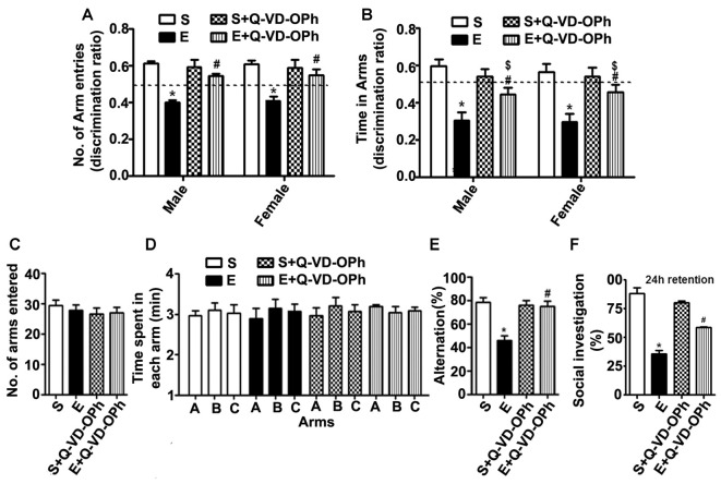 Administration of a caspase-3 inhibitor before ethanol treatment in P7 mice rescues persistent spatial and social recognition memory (SRM) deficits in adulthood. (A,B) The spatial working memory was determined using the Y-maze in adult mice treated with saline (S), ethanol (E), S + Q-VD-OPh, or E + Q-VD-OPh at P7. The discrimination ratio [preference for the novel arm over the familiar other arm (Novel/Novel + Other)] for arms entries (A) and dwell time (time spent in each arm) (B) of S, E, S + Q-VD-OPh and E + Q-VD-OPh -treated mice, 24 h after the first encounter with the partially opened maze. The dashed line denotes chance performance (0.5). (C–E) The spontaneous alternation memory of adult mice treated with saline (S), ethanol (E), S + Q-VD-OPh, or E + Q-VD-OPh at P7 was evaluated using the Y-maze. (C) The number of arm entries by mice in all the treatment groups. (D) The time spent in each arm by mice in all the treatment groups. (E) The spontaneous alternation performance by mice in all the treatment groups. (F) The percent of social investigation is shown for P7 S, E, S + Q-VD-OPh and E + Q-VD-OPh -treated adult mice, 24 h after the first encounter with the same juvenile mice. (*p < 0.01 vs. saline; $p < 0.05 vs. saline; #p < 0.05 vs. ethanol, n = 8 mice/group). Error bars, SEM (two-way ANOVA with Bonferroni’s post hoc test).