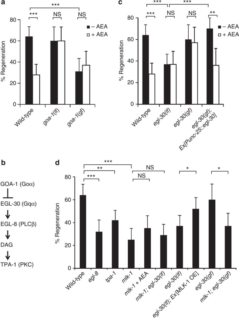 Effects of GOA-1 and EGL-30 on axon regeneration.(a,c,d) Percentages of axons that initiated regeneration 24 h after laser surgery. Young adult animals were treated with ethanol (−AEA) or AEA for 6 h after axotomy. At least 30 axons in each condition were assayed. Error bars indicate 95% confidence interval (CI). *P<0.05, **P<0.01, ***P<0.001 as determined by Fisher's exact test. NS: not significant. (b) Schematic diagram showing the relationship between GOA-1 and EGL-30.