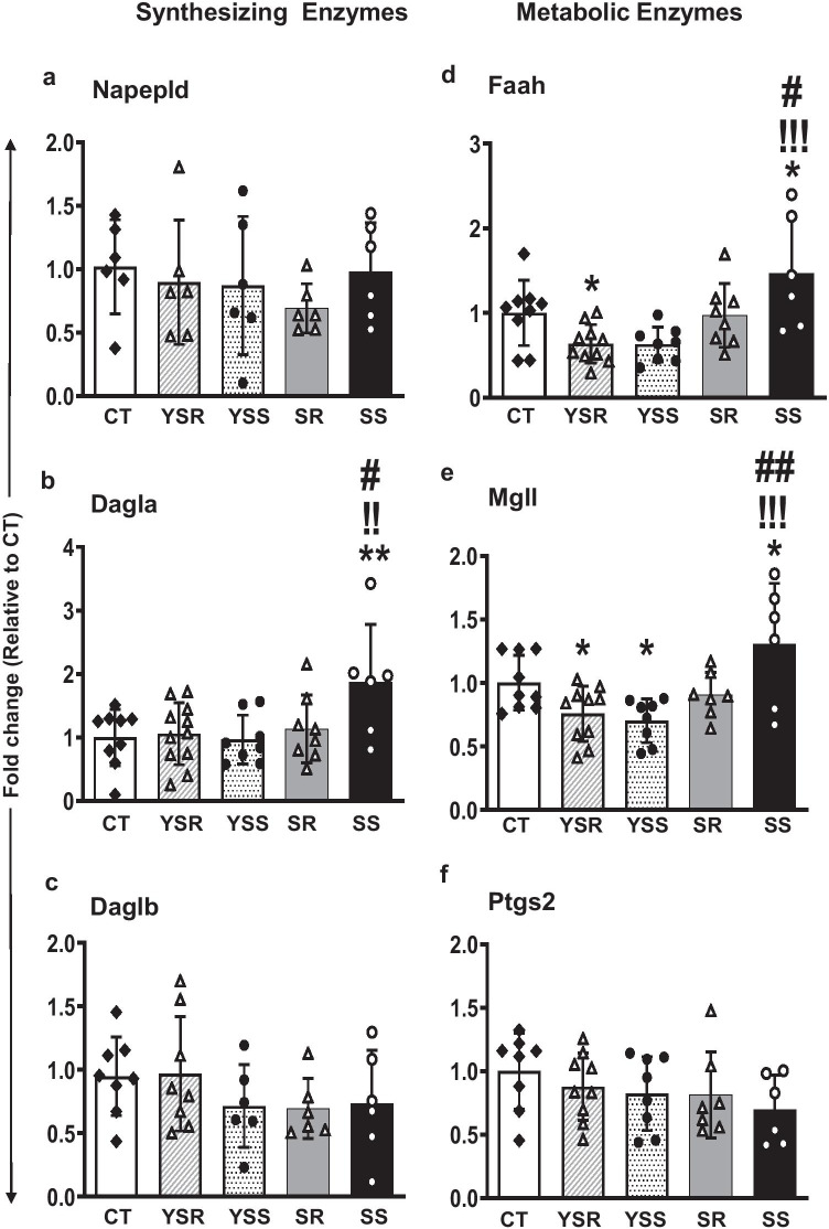 Effect of METH SA and contingent footshock on rat hippocampal mRNA expression of key cannabinoid enzymes within the ECS cascade. Data from qRT-PCR showed significant increase in the mRNA expression of the synthesizing enzyme Dagla (b) in SS rats in comparison to CT, YSS, and SR rats (p < 0.01). Among the metabolizing enzymes, significant changes in the expression of Faah (p = 0.0004) and Mgll (p = 0.0015) were also observed where significant increases in mRNA levels were noted in the SS rats compared to the YSS, YSR, and SR rats. Significant decreases in Ptgs2 (p = 0.0003) mRNA levels were noted in the SS, YSR, and YSS groups in comparison to the CT group. Key to statistics: *P < 0.05, **P < 0.01, compared with controls; !!!P < 0.001, comparison to yoked shock sensitive (YSS); #P < 0.05, ##P < 0.01, comparison to compulsive METH (SR) group