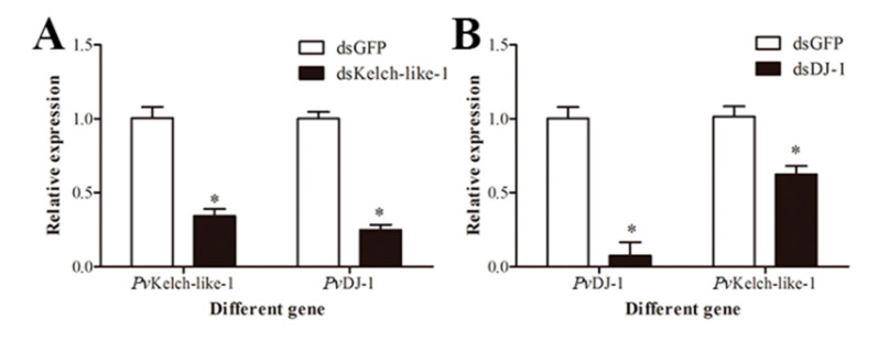 Regulatory relationship of PvKelch-like-1 and PvDJ-1. (A) Expression of PvDJ-1 in PvKelch-like-1-silenced shrimp; (B) expression of PvKelch-like-1 in PvDJ-1-silenced shrimp. Vertical bars represent the mean ± SD (n = 3). Asterisks indicate statistically significant differences (p < 0.05) between the two treatment groups.
