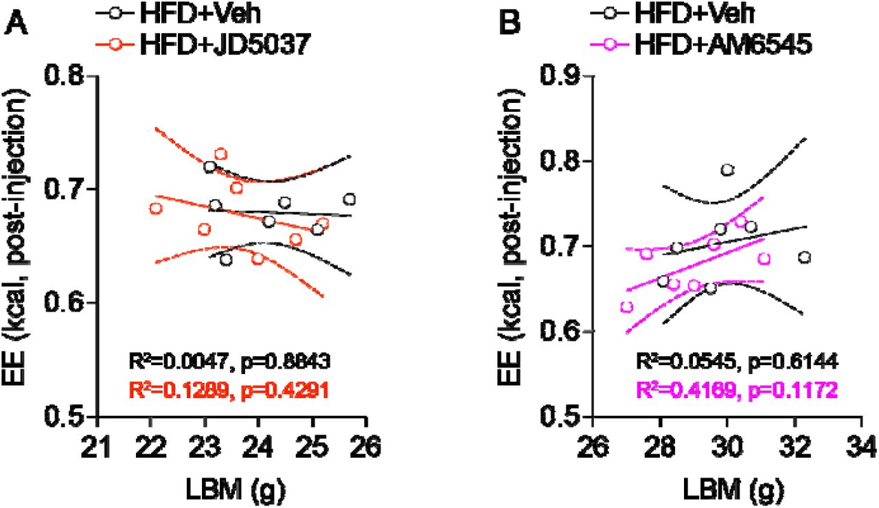 Energy expenditure does not covary with lean body mass in HFD-mice.Analysis of the relationship between energy expenditure (EE) and lean body mass (LBM) in HFD-mice treated with vehicle or JD5037 (A), or vehicle or AM6545 (B). This analysis relates to Figure 2. Statistics: R2 and p values are indicated within the panels.