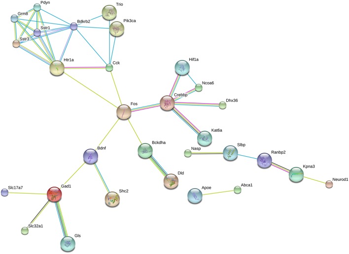 Predicted interactions among proteins encoded by downregulated genes. Network composed of proteins whose coding genes were downregulated by long-term DPN treatment. STRING analysis, high confidence value (0.9).