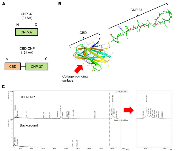 Design, 3-dimensional structural prediction, and molecular weight of CBD-CNP.(A) Design of CBD-CNP. The collagen-binding domain (CBD) is placed at the N-terminus and CNP-37 at the C-terminus, connected by a Gly-Gly-Ser-Pro-Gly spacer. (B) Three-dimensional structural prediction of CBD-CNP using AlphaFold3. (C) Molecular mass of CBD-CNP measured by MALDI-TOF-MS. CBD, collagen-binding domain; CNP, C-type natriuretic peptide; AA, amino acids; MALDI-TOF-MS, matrix-assisted laser desorption/ionization time-of-flight mass spectrometry.