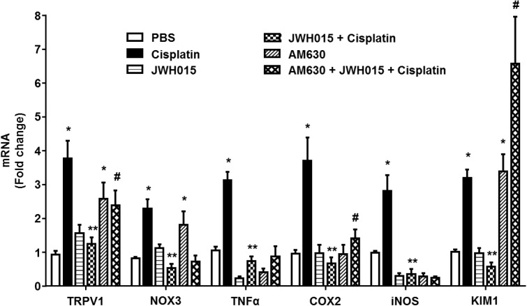 Activation of CB2R by JWH015 mitigates cisplatin-induced inflammation in the rat cochlea. Snap frozen cochlea from treated animals were used for total RNA extraction which was then converted to cDNA and used for real-time RT-PCR for the expression of TRPV1, NOX3, TNF-α, COX2, iNOS, and KIM1. Housekeeping gene, GAPDH, was used for normalization. Cisplatin significantly increased the expression of all the genes tested. The expression of these genes were significantly reduced in rats pre-treated with JWH015 followed by cisplatin. Administration of CB2R antagonist, AM630, alone increased the expression of TRPV1, NOX3, and KIM1. Data is plotted as mean fold change ± SEM (n ≥ 5). ∗p < 0.05 vs. vehicle; ∗∗p < 0.05 vs. cisplatin; and #p < 0.05 vs. JWH015 + cisplatin (one-way ANOVA).