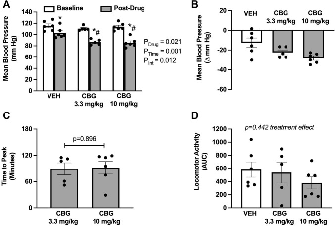Acute cannabigerol (CBG) administration decreases mean blood pressure. (A) CBG significantly lowered mean blood pressure when compared with vehicle (VEH) administration (PDrug = 0.021, PTime<0.001, PInt = 0.019; mixed effects model; *p < 0.05 versus baseline and # p < 0.05 versus vehicle following post hoc Šídák’s multiple comparisons test). (B) The magnitude of depressor effect of CBG was greater than VEH when shown as the peak change from baseline (−28 ± 2 at 10 mg/kg vs. −22 ± 2 at 3 mg/kg vs. −12 ± 5 mmHg vehicle). (C) The peak blood pressure lowering effect of CBG occurred on average at ∼90 min for both 3.3 and 10 mg/kg doses (p = 0.896 paired t-test). (D) There were no differences in the area under the curve (AUC) for locomotor activity over the study period across treatments [f (2,9) = 0.895; p = 0.442 mixed effects model]. N = 5–6/group.