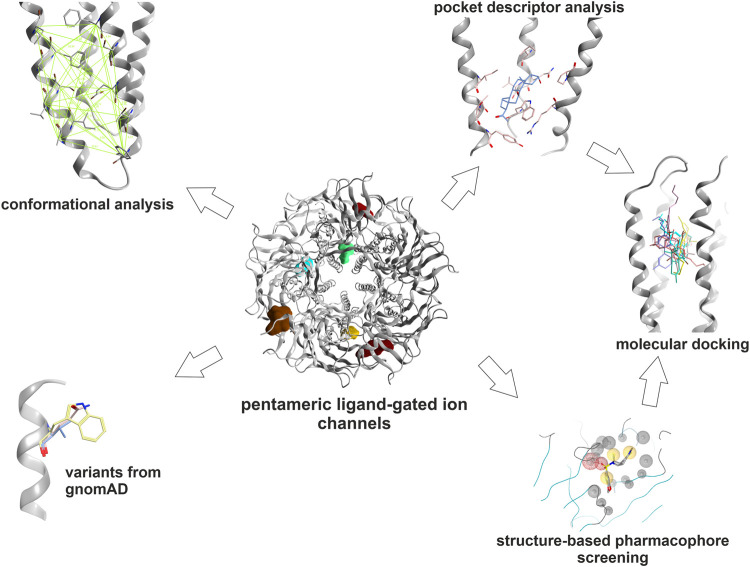 Graphical methods: The binding sites which were selected for this study were subjected to an array of computational tools: Amino acids contributing to the pockets were extracted. Subsequently, local structure based alignments and sequence- to- structure alignments were employed to identify or predict their topological equivalents in the other subunits where possible. These pocket forming segments were then subjected to local sequence similarity and pocket descriptor computation. Hierarchical clustering of pairwise euclidean distances between pocket descriptor coordinates was performed to predict similarities (see Methods). Pocket conformations were analyzed in order to guide the selection of structures for computational docking. The relative abundance of variants at and near ligand binding sites was extracted from gnomAD. Structure based pharmacophore screening was employed to derive selected bound state hypotheses to complement the pocket analysis. For dronabinol (the phytocannabinoid Δ9-THC), multimodal predictions from literature search, mining of Drug Central, pharmacophore screening and pocket similarity predictions were ranked and strong candidates were followed op with homology modeling and computational docking.