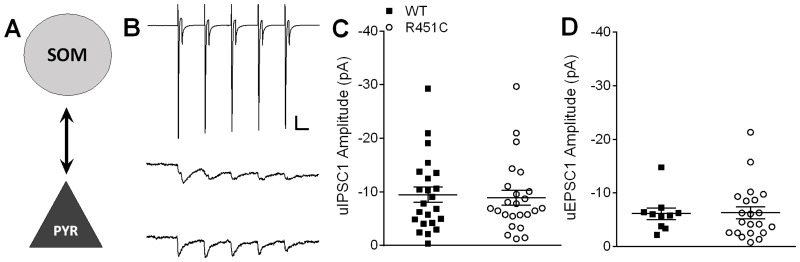 Bidirectional SOM → PYR unitary postsynaptic responses are unaffected by Nlgn3R451C mutation.A) Simplified schematic of a SOM → PYR synapse. B) Representative traces averaged from 20 consecutive sweeps (including failures). A short 20 Hz train of 5 action potentials is elicited from the presynaptic SOM interneuron (in voltage clamp, top) and uIPSCs are recorded from the postsynaptic pyramidal neuron (WT = middle; Nlgn3R451C = bottom). Scale bars: 600 pA (SOM), 10 pA (PYR); 25 ms. C) Scatter plot of uIPSC1 amplitude for each connected pair from WT (n = 23) and Nlgn3R451C (n = 24). D) Scatter plot of uEPSC1 of connected PYR → SOM pairs showing no difference in excitatory transmission onto SOM interneurons between WT (n = 10) and Nlgn3R451C (n = 21).