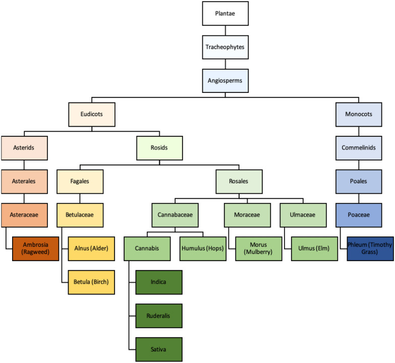 Taxonomy of cannabis relative to other common allergenic plants adapted from Canadian Society of Allergy and Immunology allergen immunotherapy manual [3–5]]