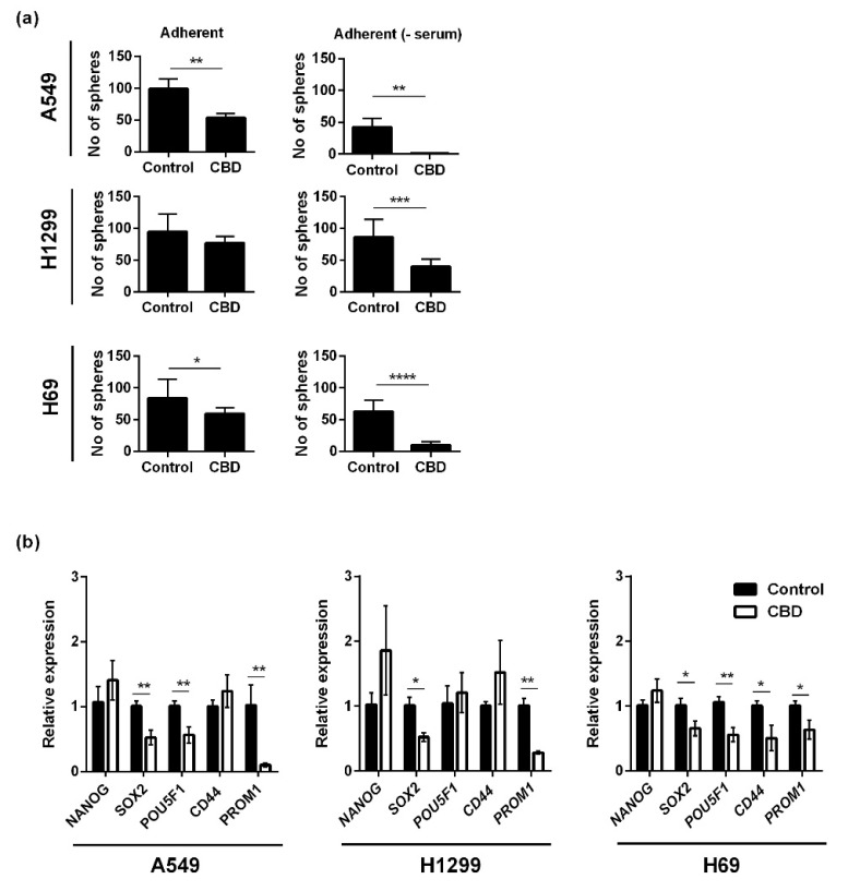 CBD decreases sphere formation and the expression of cancer stem cell genes. Adherent cells were treated with 10 µM CBD for 24 h in the presence or absence of serum. Next, the cells were trypsinized and seeded as spheres and incubated for 7 days and counted (a). The result is shown as the mean number of spheres ± SD of three independent experiments. * p < 0.05, ** p < 0.01, *** p < 0.001, **** p < 0.0001 as determined by t test. Lung cancer spheres were incubated with 10 µM CBD for 24 h, and the expression of the cancer stem cells genes NANOG, SOX2, POU5F1 (Oct4), CD44, and PROM1 (CD133) were analyzed and normalized to the housekeeping genes HPRT1 and GAPDH and compared to control cells, whose expression level was set to 1 (b). The results are shown as the mean ± SD of three independent experiments. * p < 0.05, ** p < 0.01 as determined by t test.