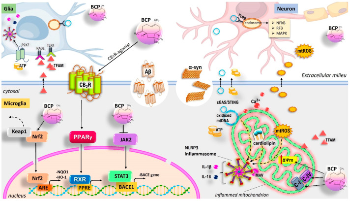 Current model of multi-target protective effects of β-caryophillene (BCP) at the intersection of mitochondrial dysfunction, neuroinflammation, and neurodegeneration. Upon stressful conditions, including oxidative injury, accumulation of altered/misfolded proteins, and inflammatory stimuli, mitochondria are impaired with the ensuing release of mtDAMPs such as ROS, Ca2+, oxidized mtDNA, cardiolipin, ATP, and TFAM. In surrounding neurons and glial cells, mtDAMPs bind to TLR9, the purinergic P2X7 receptor, RAGE, and TLR, promoting further mitochondrial damage and triggering pro-inflammatory, pro-apoptotic cascades that contribute to exacerbation of proinflammatory microglial activation, with the consequent degeneration of dopaminergic neurons. BCP provides neuroprotective effects, decreasing oxidative stress by upregulating antioxidant defence, reducing the expression of proinflammatory cytokines by inhibiting the NFκB pathway, and preserving mitochondrial function upregulating respiratory enzyme complex (I–IV) activities. Therefore, Keap1 degradation and Nrf2/HO-1/NQO1 signalling pathway activation, upregulation of the CB2R/PPARγ axis, and inhibition of the “JAK2-STAT3-BACE1” signalling pathway suppress TLR4, NO, PGE2, iNOS, and COX-2 expression, the secretion of pro-inflammatory cytokines, as well as Aβ oligomerization and deposition.