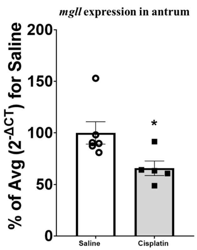 Gene expression of the mgll gene in the antrum of male rats after treatment with saline (n = 6) or a single dose of cisplatin (i.p., 5 mg/kg; n = 5). The mean percentage of the saline-treated group (2−ΔCT) for saline is expressed as Mean ± SEM of saline- vs. cisplatin-treated animals. Statistical significance set at p < 0.05. t-test: * significant difference.