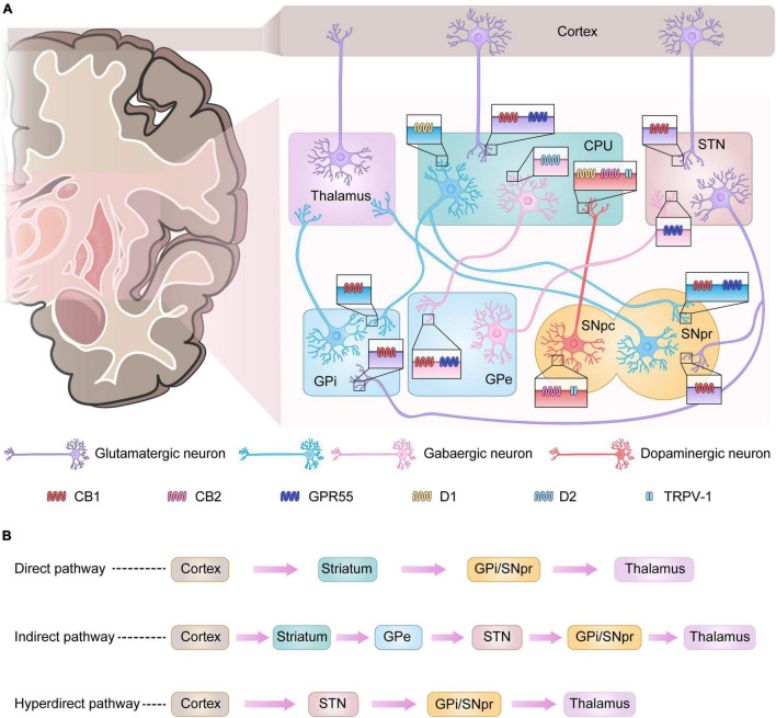 Basal ganglia signaling pathways and associated receptor localization. (A) Signals from the cerebral cortex affect the output nuclei (GPi and SNpr) via direct or indirect pathways via the basal ganglia input nuclei (CPU), which in turn regulate thalamic motor function. In Parkinson’s disease (PD), the loss of dopaminergic neurons leads to enhanced activity in the indirect pathway and diminished activity in the direct pathway, with more output of the inhibitory neurotransmitter gamma-aminobutyric acid (GABA) from the GPi and SNpr, which depresses the motor thalamus, leading to the development of PD. Some receptors present in the basal ganglia play an important role in the regulation of signaling. CB1 receptors are mainly found in GABAergic and glutamatergic neurons. GPR55 is present in the nuclei of GPe, CPU, STN, and SNpr. CB2 receptors and TRPV-1 are mainly present in dopaminergic neurons originating from the SNpc. (B) Three major pathways of basal ganglia signaling.