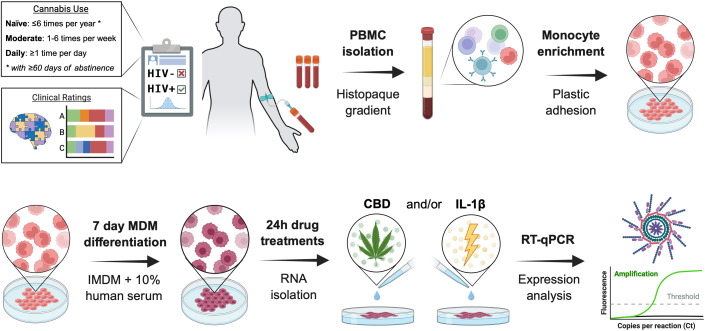 Flowchart illustrating a study on monocyte-derived macrophage differentiation and drug treatments. It includes cannabis use categories, HIV statuses, and clinical ratings. Blood samples are processed for PBMC isolation, monocyte enrichment, and a seven-day differentiation using IMDM with human serum. Cells undergo a twenty-four-hour treatment with CBD and/or IL-1β, followed by RNA isolation. Expression analysis via RT-qPCR is conducted, shown with a graph of amplification and fluorescence over time.