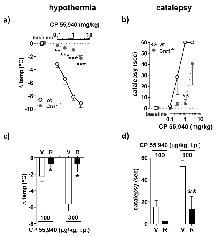 Effect of central administration of rimonabant on CP 55,940-induced catalepsy and hypothermia in mice. (a,b) Pharmacologically naïve Cnr1−/− (ko) mice and wild-type littermates (wt) were injected with CP 55,940 (0.1, 0.3, 1 and 3 mg/kg; i.p.) at 30 min intervals. Body temperature (a) and cataleptic behavior (b) were evaluated before administering the next dose of CP 55,940. The respective baseline body temperature in wt and ko groups prior to CP 55,940 injection were 37.1 ± 0.3 °C (n = 3) and 37.2 ± 0.3 °C (n = 3). Mice held the bar for 0.3 ± 0.3 s and 0.3 ± 0.3 s in wt and ko groups, respectively. (c,d) Conscious freely moving C57BL/6J mice (n = 5 animals per treatment group) were infused intracerebroventricularly (i.c.v.) with rimonabant (2 µg, R) or its solvent (V), followed 30 min later by intraperitoneal (i.p.) injection of CP 55,940 (0.1 or 0.3 mg/kg). Another 30 min passed before the hypothermic (c) and cataleptic (d) responses were measured. The respective baseline body temperatures before CP 55,940 injection to V- and R-infused groups were 37.6 ± 0.1 °C and 37.5 ± 0.1 °C (n = 10). Mice held the bar for 0.3 ± 0.3 s and 0.1 ± 0.1 s in V- and R-treated groups, respectively. Results are means ± s.e.m. ** p < 0.01, *** p < 0.01 compared to Cnr1−/− mice (a,b); * p < 0.05, ** p < 0.01 compared to vehicle (c,d).