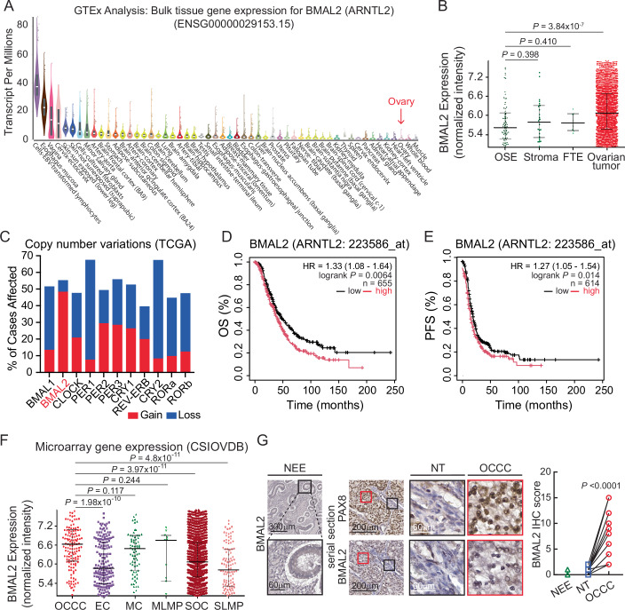High BMAL2 expression is observed in OC, including OCCC, and is correlated with poor clinical outcomes.(A) BMAL2 (ARNTL2) gene expression in normal tissues. The data were obtained from the GTEx Portal (dbGaP Accession phs000424.v8.p2). Expression values are shown as Transcripts Per Million (TPM). Box plots show the median and 25th and 75th percentiles. Points are displayed as outliers if they are above or below 1.5 times the interquartile range. Sample size of each tissue and median TPM are listed in Dataset EV2. (B) BMAL2 gene expression in normal ovarian surface epithelium (OSE) (n = 91), stroma (n = 25), fallopian tube epithelium (FTE) (n = 8) and ovarian tumor (n = 3139) was analyzed using the CSIOVDB database. Data were shown as median with 25th and 75th quartiles. The P value was determined by Mann–Whitney test. (C) Copy number variation of BMAL2 in OC (TCGA-OV) cases. (D) Kaplan–Meier overall survival (OS) analysis of OC patients grouped by BMAL2 expression. BMAL2-high group (n = 372) is indicated by the red line; BMAL2-low group (n = 283) is indicated by the black line. P = 0.0064. The P value was determined by the log-rank test. (E) Kaplan–Meier progression-free survival (PFS) analysis of OC patients grouped by BMAL2 expression. BMAL2-high group (n = 215) is indicated by the red line; BMAL2-low group (n = 399) is indicated by the black line. P = 0.014. The P value was determined by the log-rank test. (F) BMAL2 gene expression in OC histological subtypes analyzed using the CSIOVDB database. Data were shown as median with 25th and 75th quartiles. The P value was determined by Mann–Whitney test. OCCC, clear cell carcinoma (n = 132); EC endometrioid carcinoma (n = 167); MC mucinous carcinoma (n = 70); SOC serous carcinoma (n = 2200), LMP low malignant potential (MLMP, n = 10; SLMP, n = 96). (G) (Left panel) Representative images of BMAL2 IHC staining using normal endometrioid epithelium (NEE). The black box indicates an enlarged region. (Scale bars, 300 or 60 μm as shown in the images.) (Middle panel) Representative images of PAX8, a reliable clinical marker for OCCC (Chai et al, 2017; Gorbokon et al, 2024), and BMAL2 IHC staining using serial tumor sections from OCCC patients. Red boxes indicate enlarged tumor regions. Black boxes indicate enlarged non-tumor (NT) regions. (Scale bars, 200 or 60 μm as shown in the images.) (Right panel) Quantification and comparison of BMAL2 level in six NEE samples, and NT and OCCC tumor regions of 14 OCCC patient samples. The BMAL2 IHC score was determined by calculating the product of the percentage of positive tumor cells and the intensity of the staining. The tumor percentage score is based on a semi-quantitative five-category grading system: 0 (no tumor cell), 1 (1–10%), 2 (11–25%), 3 (25–50%), 4 (51–75%), and 5 (>75%). The staining intensity score is based on a semi-quantitative four-category grading system: 0 (no staining), 1 (weak staining), 2 (moderate staining), and 3 (strong staining). Significant difference is based on a paired t-test. Source data are available online for this figure.