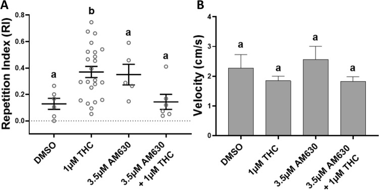 Co-administration of Tetrahydrocannabinol (THC) and the inverse CB2R agonist AM630 significantly reduced the THC-induced behavioral stereotypy in adult zebrafish. (A) At 3.5 μM AM630 with 1 μM THC the THC-induced Repetition Index (RI), calculated as a mean ± SEM, was not statistically different from the controls (DMSO) (ns p > 0.9999). (B) AM630 and THC co-administration did not affect the swimming velocity during exposure. Controls (DMSO 1%, n = 6), 1 μM THC (n = 23), 3.5 μM AM630 (n = 5) and 3.5 μM AM630 + 1 μM THC (n = 6). Values without a letter in common are statistically different to the control condition (p < 0.05, Kruskal–Wallis and Dunn's multiple comparisons test).