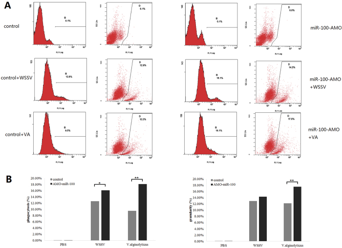 MiR-100-mediated regulation of phagocytosis in shrimp detected by flow cytometry.WSSV virions and V. alginolyticus were labeled with FITC. (A) The fluorescence peak area represented the fluorescence intensity in hemocytes, showing the percentage of pathogen-engulfed hemocytes, and the scatter plot represented the granularity of hemocytes, the increment of cell granularity suggested the ability of single cell to engulf pathogen. To show the influence of AMO-miR-100 more directly, the data above were transformed into bar chart (B).