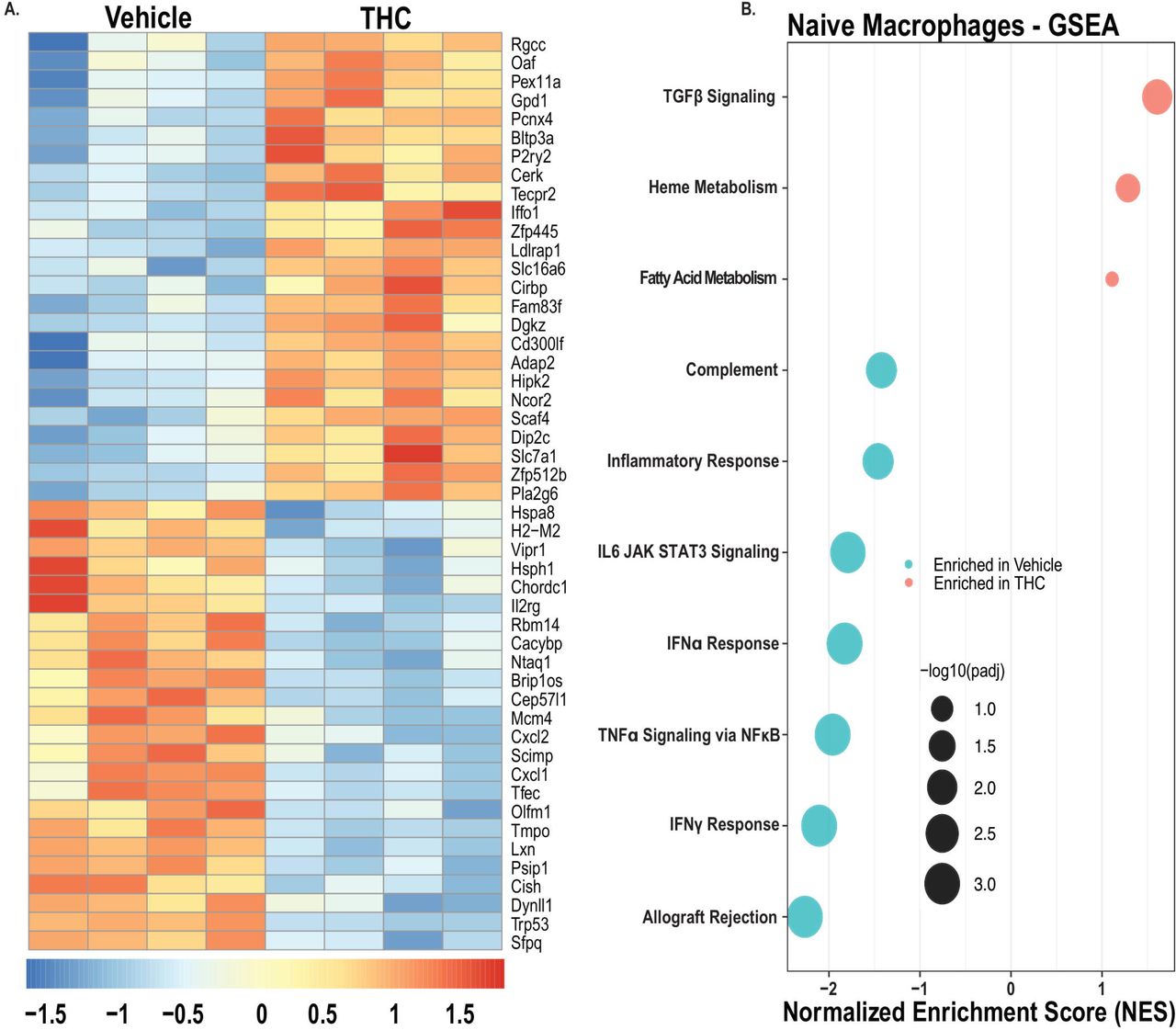 THC reduces basal inflammatory programming in CD11c⁺ lung macrophage enriched cells.CD11c⁺ lung macrophage-enriched cells from naïve vehicle and THC-treated mice were analyzed by bulk RNA sequencing. (A) Heatmap of the top 50 differentially expressed genes. (B) Hallmark gene set enrichment analysis. Genes shown in (A) met criteria of absolute log2 fold change > 1 and adjusted p value < 0.05 by DESeq2. GSEA pathways shown in (B) met adjusted p value < 0.05. Data are representative of 1 experiment with 7 mice per group pooled into 4 RNA sequencing libraries per group.