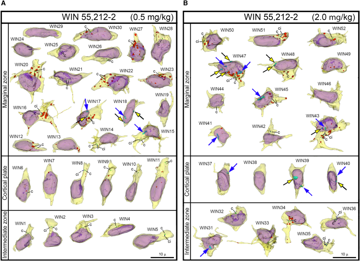 Collage of 3D reconstructions of migrating neurons from WIN 55,212-2 exposed embryos(A and B) Among a total of 52 analyzed cells, nuclear hernias are detected in 3 cells in the embryos exposed to low dose (A) and 9 cells in the embryos exposed to high dose of CB1R agonist WIN 55,212-2 (B). Herniated chromatin streams are shown in light blue, with the streams resulting from NE ruptures pointed to with black arrows with yellow heads, and streams producing PNHs pointed to with blue arrows. The cells are positioned with pia-directed segments facing up and the ventricular surface-directed segments facing down. See Table S5 for morphometric characteristics of each cell. Reconstructed cell bodies with proximal segments of processes are shown in semi-transparent yellow, and nuclei are shown in semi-transparent violet. Most of the identified processes are incompletely reconstructed because of truncation in the serial sections. Anti-CB1R immunoreaction depositions are depicted in red. Centrioles (c) are depicted in green, procilia (ci) – in blue. Scale bars are valid for all the cells.