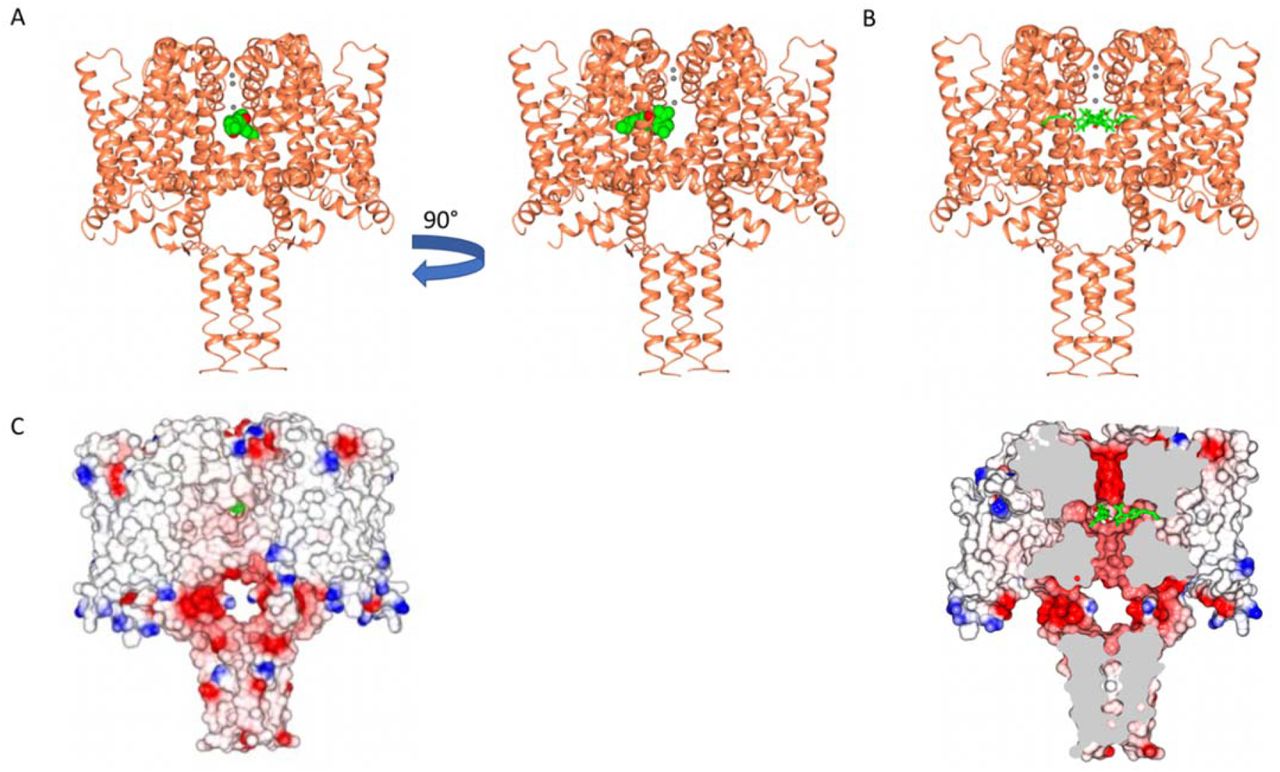 The NavMs Sodium Channel/Cannabidiol (CBD) Crystal StructureA) The crystal structure (2.25 Å resolution) of the NavMs sodium channel (in coral coloured ribbon depiction) with one CBD molecule (in green space-filing depiction), showing its location within the hydrophobic cavity of the channels located within the fenestration. Three sodium ions are shown as grey spheres in the selectivity filter. The view on the right side is rotated 90 degrees from the view on the left. B) As in a) but showing 4 CBD molecules in the stick depiction) C) (left) Surface view of space filling structure of NavMs with CBD (in green) present. The orientation is the same as in the left panel of part A. The CBD is just visible through the fenestration hole. (right) As in left panel, but sliced through the space filling model (and through the middle of the fenestration) with 2 CBD molecules present, showing where the drug lies along the fenestration and ion pathway.