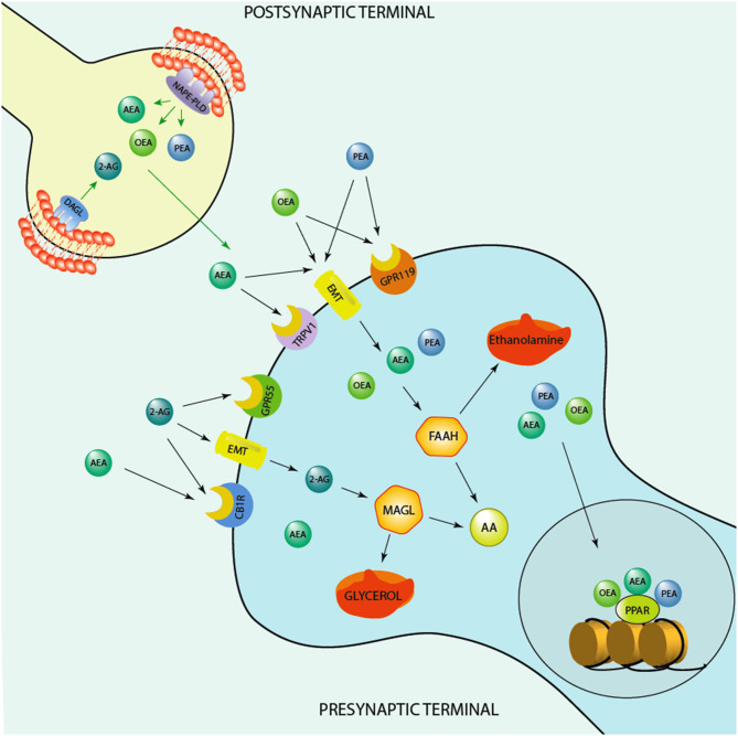 Schematic representation of the endocannabinoid system. Depicted are several biosynthetic and degradation pathways as well as endocannabinoid receptors that are involved in the action of the endocannabinoids, anandamide (AEA), 2-Arachidonoylglycerol (2-AG), and of the endocannabinoid-like ethanolamines, oleoylethanolamide (OEA) and N-palmitoylethanolamine (PEA). AEA, PEA, and OEA share the similar biosynthetic pathway after originating from membrane's phospholipids are synthesized post-synaptically by the action of the enzyme, N-acylphosphatidylethanolamine-specific phospholipase D (NAPE-PLD). 2-AG is instead produced by the action of the enzyme, diacylglycerol lipase (DAGL), prior to be secreted by post-synaptic terminals and act at pre-synaptic cannabinoid receptor type 1 (CB1) and G protein-coupled receptor 55 (GPR55). AEA, PEA, and OEA can act at membrane receptors or be taken up pre-synaptically through endocannabinoid membrane transporters (EMT). They can be degraded by the action of the enzyme, fatty acid amide hydrolase (FAAH) into ethanolamine and arachidonic acid (AA) pre-synaptically. These endocannabinoids influence each concentration by competing for the catalytic action of FAAH. For instance, increased levels of AEA can compete for the catalytic action of FAAH and thereby result in an increase of PEA and OEA levels or vice versa, PEA and, mostly, OEA by competing for FAAH catalytic action may increase AEA levels. PEA may also decrease FAAH expression and thereby elevate its own and the levels of OEA and AEA. 2-AG is instead degraded by monoacylglycerol lipase (MAGL) to glycerol and AA. While OEA and PEA fail to bind to the classic CB1 and CB2, they can influence the action of AEA at transient receptor potential channels of vanilloid type-1 (TRPV1). PEA may activate peroxisome proliferator-activated receptor-alpha (PPAR-α) as well as TPRV1. What makes the endocannabinoid system attractive for developing novel biomarkers concerns the fact that it is constituted by several components, including synthesizing and degrading enzymes to receptors and endogenous modulators and it is widely distributed in the brain. These neuromodulators are implicated in several mechanisms that regulate neuronal functions, including cognition and emotional behavioral regulation. Likewise, synthetic agents that stimulate endocannabinoid receptors or act on the degrading/biosynthetic enzyme constitute a valid pharmacological approach for treatment of several neuropsychiatric disorders. For instance, the action of AEA binding at CB1 and of PEA at PPAR-α has been associated with a fast improvement of emotional behavioral deficits, including aggressive behavior and impulsivity (11, 12), which are behavioral endophenotypes of human behavioral-traits of suicide risk. In humans, studies show higher CB1 and CB1-mediated G-protein activation in the dorsolateral prefrontal cortex (DLPFC) of suicide victims (13). Studies conducted in alcoholic suicide victims have evidenced enhanced CB1 activation and increased AEA and 2-AG concentrations in the DLPFC (14). Furthermore, CB1 expression was increased in the ventral striatum of suicide individuals who struggled with alcoholism (15). Intriguingly, both FAAH expression and activity was found upregulated in post-mortem brain of suicide subjects (15). Together, these findings underlie profound deficits within the endocannabinoid system. More studies are warranted to understand the precise role of endocannabinoid levels, their biosynthetic enzymes as well as their receptors (CB1 and PPAR-α) in suicide victims.