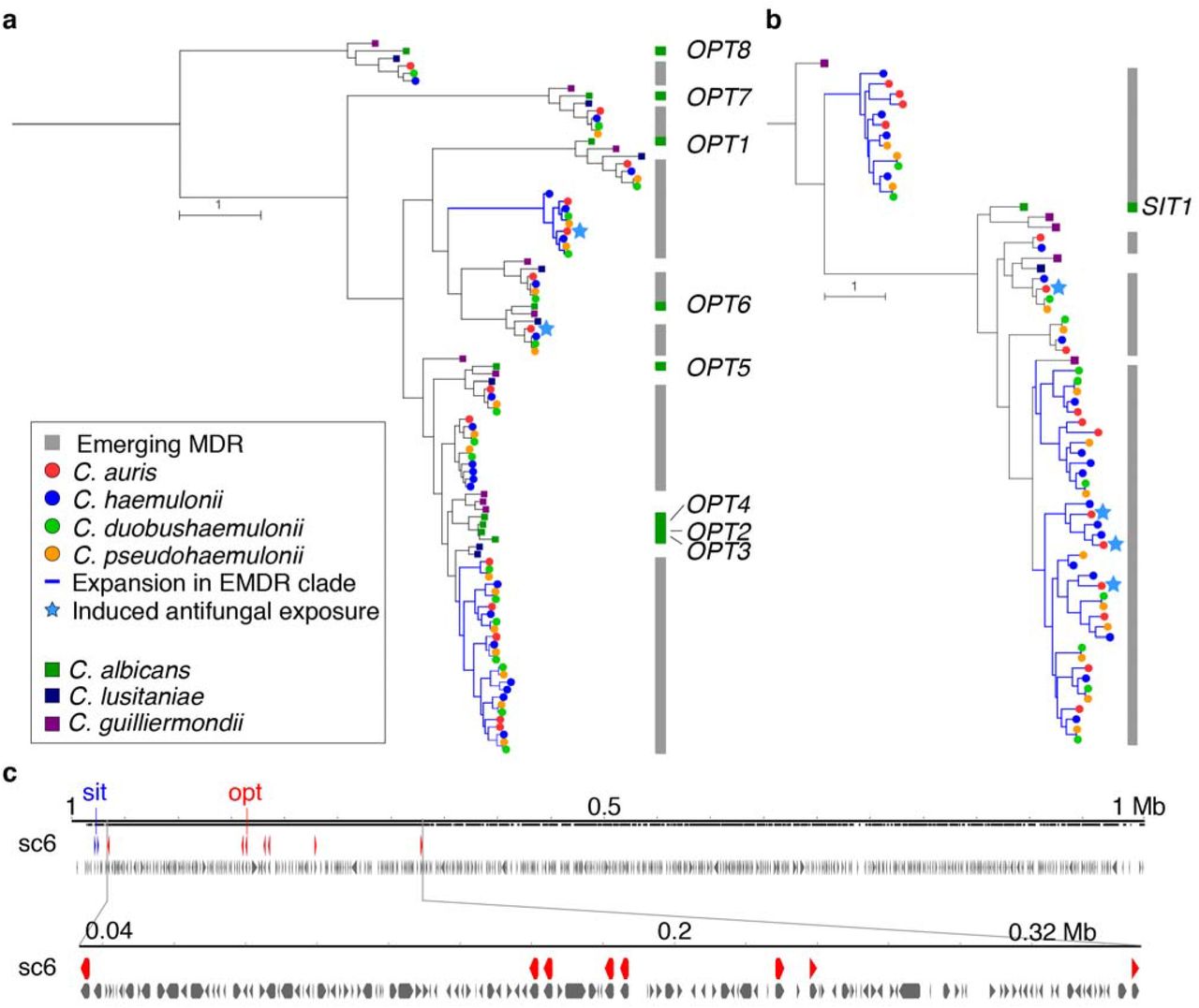 Phylogenetic relationships of oligopeptide transporters (OPT) and siderophore iron transporters (SIT) families. Phylogenetic trees estimated by maximum likelihood with RAxML showing expansion of OPT (a) and SIT (b) transporter families in C. auris and C. haemulonii, C. duobushaemulonii and C. pseudohaemulonii. Each species has a color code and lineage-specific expansions (blue branches) can be seen in C. auris and closely related species relative to the close ancestor C. lusitaniae and C. albicans. Orthologs of OPT and SIT transporters in C. albicans are depicted alongside each tree. (c) Chromosome view depicting genes and orientation located in chromosome 6 (B8441 scaffold05). This region highlights expansion and tandem duplication of eight OPT class transporters (in red).