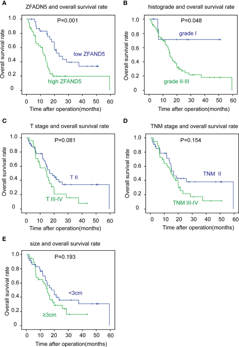The correlation between clinicopathological factors and overall survival rates. The patients were divided into different subsets according to ZFAND5 expression (A), histological grade (B), T stage (C), TNM stage (D) and tumor size (E). The survival curves were plotted by Kaplan-Meier method, and the statistical significance was analyzed with the log-rank test.