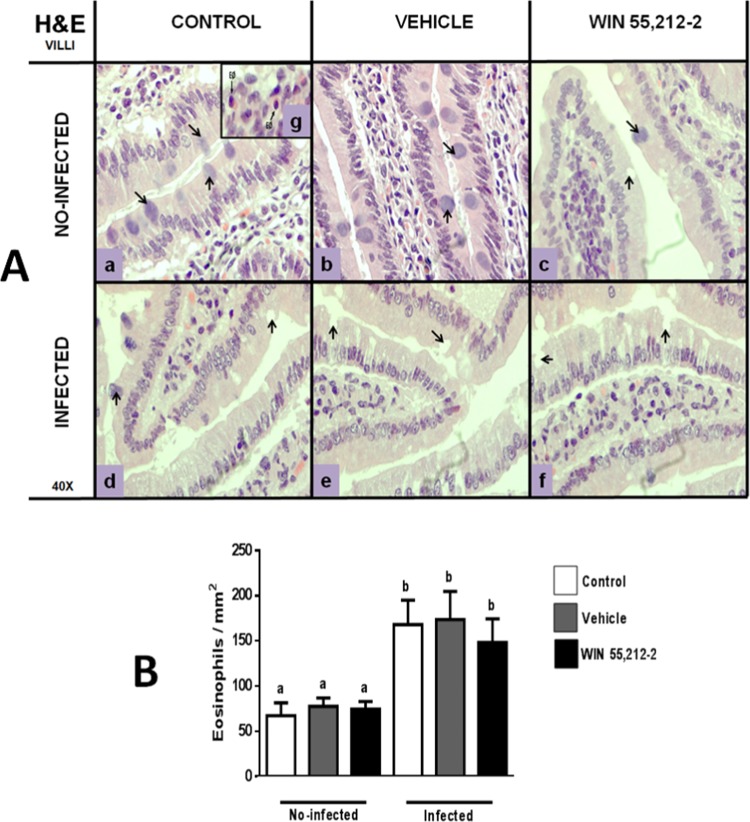 Morphology of villi in the duodenum. (A) Representative villi images from control (a,d), vehicle (b,e) and WIN 55,212-2 (c,f) experimental groups, in either non-infected (a,b,c) or infected (d,e,f) groups. Black arrows show goblet cells. The square (g) shows a representative eosinophil with hematoxylin and eosin stain (H&E; 40X). (B) Eosinophil quantification. Data are expressed as mean ± SD. Two-way ANOVA test and post hoc Tukey multiple comparisons test were performed. Differences among treatments are shown with bars. Letters above each column indicate statistical differences among groups due to infection: a, no significant difference compared with a; b, no significant difference compared with b; p < 0.05 for a compared to b, or vice versa; n = 6 for each group.