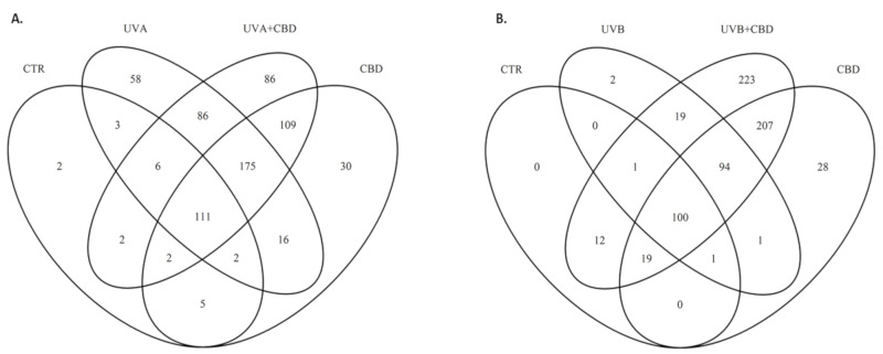 Venn diagram showing protein distribution in the keratinocytes cultured in a three-dimensional culture model and treated with cannabidiol (4 μM) following UVA (30 J/cm2) (A) or UVB (60 mJ/cm2) (B) radiation. Data analyzed using RStudio (R version 3.6.2). The names and abundance of proteins are shown in Supplementary Table S1. Abbreviations: Ctr, control; CBD, cannabidiol.