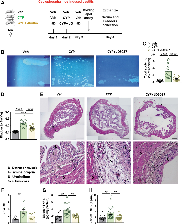 Peripherally restricted CB1R antagonism attenuates CYP-induced cystitis severity and inflammation. A CYP-induced cystitis model with CB1R antagonism—experimental design (see the Materials and Methods section; A). Treatment with the peripherally restricted CB1R antagonist, JD5037 (3 mg/kg, IP), significantly reduced micturition events (B, C), the bladder-to-BW ratio (D), and submucosal edema and hemorrhage, as shown in the representative panoramic H&E staining of bladders from each group, (original magnification×5, scale bar—500 μm; and×40 scale bar—50 μm; E), as well as normalized the elevated bladder mRNA (F) and protein (G) levels of TNFα and its circulating levels (H). Data represent the mean±SEM. For (C), n=16 mice per group; for (D), n=27 mice per group; for (F), n=7 mice per group; for (G), n=7 mice for the Veh group and 17 mice for the CYP-treated groups; and for (H), n=18 mice for the Veh group and 22 mice for the CYP-treated groups. **p<0.01, ***p<0.001, and ****p<0.0001. CYP, cyclophosphamide; IP, intraperitoneal; JD, JD5037; TNFα, tumor necrosis factor alpha; Veh, vehicle.