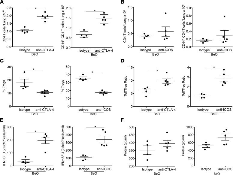 Tregs suppress BeO-induced inflammation through CTLA-4 and ICOS.(A and B) Plots show the number of CD4+ T cells (left panel) and CD44+ T effector cells (right panel) in the lungs of BeO-sensitized HLA-DP2 Tg mice on day 12 treated i.p. with either an isotype control antibody and anti–CTLA-4 (A) or anti-ICOS (B) blocking antibodies at day –1. (C) Percentage of FoxP3+ Tregs in the lungs of isotype and anti–CTLA-4 (left) or anti-ICOS (right) blocking antibody–treated, BeO-exposed HLA-DP2 Tg mice on day 12. (D) At day 12, Teff/Treg ratio was calculated by dividing the total number of tissue-specific Teffs (CD44+) by total Tregs (CD25+FoxP3+) in anti–CTLA-4 (left) and anti-ICOS (right) antibody–treated HLA-DP2 Tg mice. (E) IFN-γ secretion by CD4+ T cells purified from the lungs of BeO-exposed and anti–CTLA-4 (left) or anti-ICOS (right) blocking antibody–treated HLA-DP2 Tg mice and stimulated with BeSO4 (100 μM) in the presence of irradiated naive splenocytes. (F) Protein in the BALF of mice exposed with BeO (3×) and treated with anti–CTLA-4 (left) or anti-ICOS (right) blocking antibody was examined by ELISA. Data (mean ± SEM) are representative of 2 individual experiments (4–5 mice per group). Significance was determined by Mann-Whitney U test. *P < 0.05.