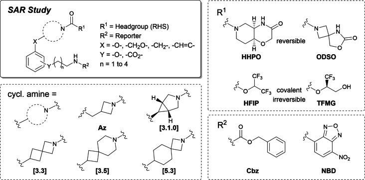 Privileged structural moieties used in the initial reverse design‐based structure–activity relationship (SAR) study.