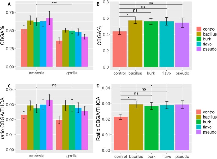 Bar plot of (A and B) CBGA% and (C and D) CBGA/THCA ratio of the flower dry weight of an HPLC analysis of flowers of Cannabis sativa L. cultivars Amnesia and Gorilla treated with Bacillus (Bacillus), Burkholderia (Burk), Flavobacterium (Flavo), and Pseudomonas (Pseudo). Bars represent means ± standard errors. A logarithmic transformation was performed as indicated by a Box‐Cox test for both variables. Analysis was performed on 79 individuals. For results of two‐way ANOVA, see Table 1. Different symbols above bars indicate significant differences at *p < 0.05, **p < 0.01, ***p < 0.001, and “ns” p > 0.05. The B and D panels display the CBGA concentration and CBGA/THCA ratio for the bacterial treatments when treatments were tested against the control via post hoc Dunnett test.