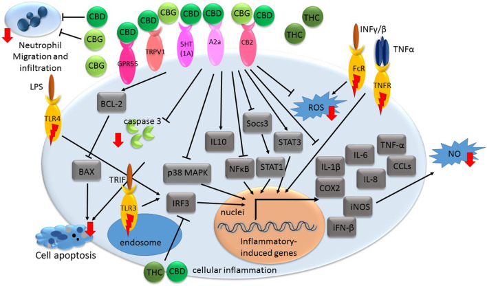 A general illustration of some of the signaling pathways suggested being associated with phytocannabinoid-mediated inflammation suppression. Receptors with inflammatory-inducing activity are marked with a red lightning bolt. Other receptors interact with phytocannabinoids to convey anti-inflammatory responses. Genes or proteins are designated in rectangular boxes. Red arrows denote reduction in biological processes or components following cannabinoid treatments. CBD-cannabidiol; CBG-cannabigerol; THC- Δ 9-tetrahydrocannabinol; CB- cannabinoid receptor; GPR- G protein-coupled receptor; TRPV- transient receptor potential vanilloid; A2a-adenosine receptor; iFN- interferon; TNF- tumor necrosis factor; CCL- C-C motif chemokine; IL-interleukin; COX-cyclooxygenase; iNOS- nitric oxide synthase; ROS- reactive oxygen species; NO- nitric oxide; MAPK- mitogen-activated protein kinase; LPS- bacterial lipopolysaccharide; NFκB- nuclear factor kappa B; IRF3- regulatory factor 3; FcR- Fc receptor; TNFR- TNF receptor; INF- interferon; 5HT(1A)- serotonin receptor; TLR-toll-like receptor; TRIF- Toll-Interleukin-1 Receptor (TIR)-domain-containing adaptor-inducing interferon-β.