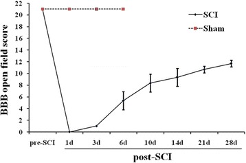 BBB scores at different stages of the SCI. The BBB scores were shown at different stages of the SCI: before injury (n = 12); sham (n = 3); 1 dpi (n = 9); 3 dpi and 6 dpi (n = 6); 10 dpi, 14 dpi, 21 dpi, and 28 dpi (n = 3)