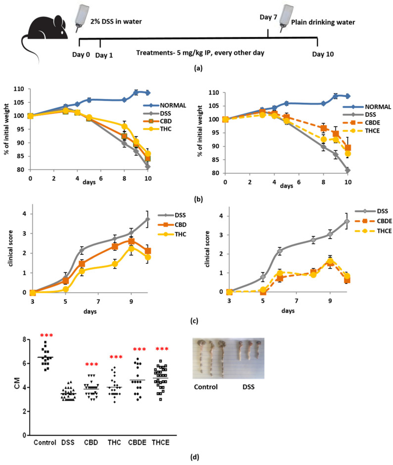 Cannabis/cannabinoids administration for treatment of murine colitis in DSS model mice: (a) Acute colitis was induced by adding DSS to the mice drinking water at 2% (w/v) ad libitum for 7 days, and then replaced with plain water. 5 mg/kg cannabis/cannabinoids were administered IP every other day, starting from Day 1; (b) the effect of pure cannabinoids (left) and cannabis extracts (right) on weight loss. Differences between DSS group and THCE- as well as CBDE-treated groups are significant. The difference between the CBD- and CBDE-treated groups is significant p < 0.05; (c) the effect of pure cannabinoids (left) and cannabis extracts (right) on clinical score. Differences between the DSS group and all cannabinoid-treated groups are significant p < 0.005. Differences between cannabis extracts and pure cannabinoids are significant p < 0.008. The difference between the CBD- and THC-treated groups is significant p < 0.05; (d) the effect of pure cannabinoids and cannabis extracts on colon length, at the end of the experiment (Day 10). p-value as compare with the DSS control group ***, <0.001. The differences between THCE and THC and between CBDE and CBD are significant. Data are summarized from 5 independent experiments, 5–7 mice/group in each experiment. DSS—dextran sodium sulfate; THC—D9 tetrahydrocannabinol; CBD—cannabidiol; THCE—high THC cannabis extract; CBDE—high CBD cannabis extract.