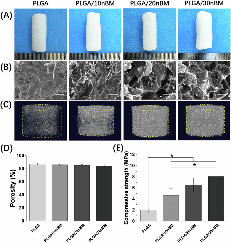 Characterization of scaffolds with different nBM content. A the appearance of each scaffold. B the representative SEM photos of the fractured surfaces of different scaffolds. C the 3D micro-CT reconstructions of different scaffolds. D quantitative analysis of porosity of different scaffolds. E the compressive strength of different scaffolds. Bar = 200 μm, n = 3, *p < 0.05
