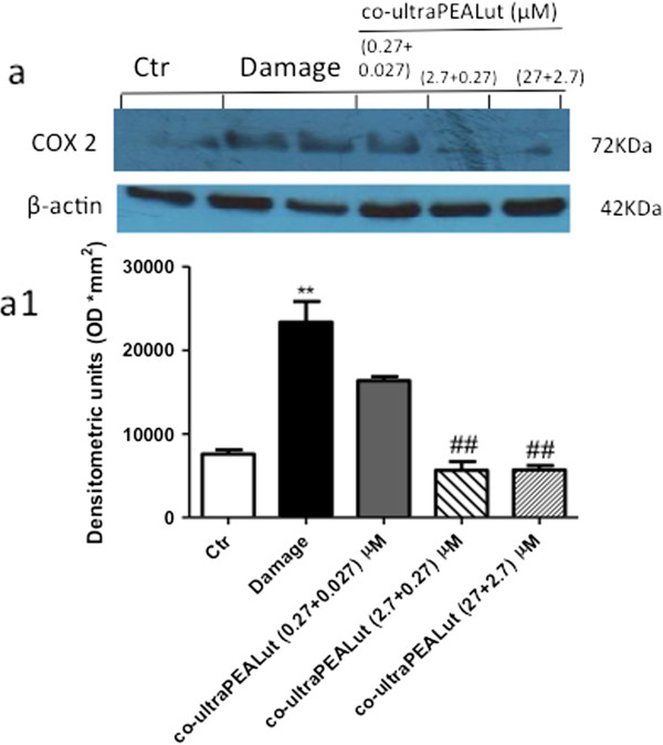 Effect of co-ultraPEALut on COX-2 expression. Homogenized spinal cord organotypic cultures were evaluated by western blot analysis, collected 24 hours after injury. (a, a1) Injury caused a significant increase in COX-2 expression compared to the control group. The pretreatment with co-ultraPEALut at 0.0009 g/l (containing PEA and Lut at 2.7 and 0.27 μM, respectively) and 0.009 g/l (containing PEA and Lut at 27 and 2.7 μM, respectively) significantly reduced COX-2 levels. Data were normalized on the basis of β-actin levels. This figure is representative of at least three experiments performed on different experimental days. **P <0.01 versus Ctr; ##P <0.01 versus Damage. Ctr, control; COX-2, cyclooxygenase-2; PEA, palmitoylethanolamide; Lut, luteolin.