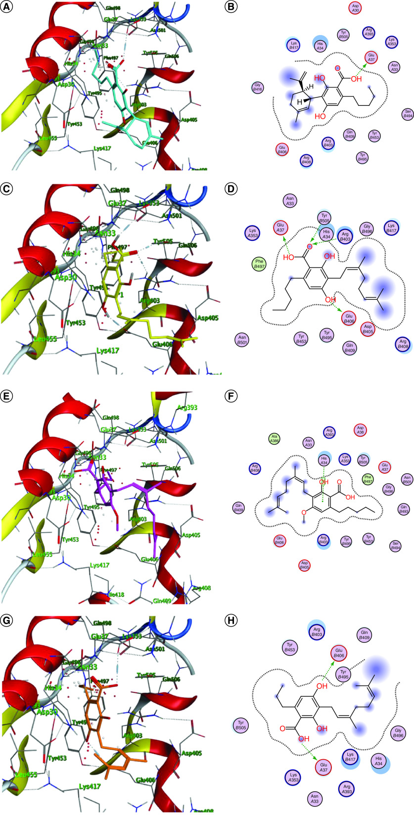 Docking simulation of the studied phytoligands into the binding interface of SARS-CoV-2-CTD in complex with hACE2 (Protein Data Bank ID: 6LZG). (A & B) 3D and 2D binding modes of 1 (cyan sticks). (C & D) 3D and 2D binding modes of 2 (yellow sticks). (E & F) 3D and 2D binding modes of 3 (magenta sticks). (G & H) 3D and 2D binding modes of 4 (orange sticks). (I & J) 3D and 2D binding modes of 5 (light pink sticks). (K & L) 3D and 2D binding modes of 6 (green sticks). (M & N) 3D and 2D binding modes of 10 (violet sticks). (O & P) 3D and 2D binding modes of 11 (white sticks). (Q & R) 3D and 2D binding modes of 13 (red sticks). (S & T) 3D and 2D binding modes of 14 (deep yellow sticks). (U & V) 3D and 2D binding modes of 15 (pink sticks). (W & X) 3D and 2D binding modes of 17 (blue sticks). (Y & Z) 3D and 2D binding modes of 19 (deep cyan sticks). (AA & AB) 3D and 2D binding modes of 21 (grey sticks). (AC & AD) 3D and 2D binding modes of 22 (light brown sticks). (AE & AF) 3D and 2D binding modes of 23 (dark blue sticks). (AG & AH) 3D and 2D binding modes of 25 (dark green sticks). (AI & AJ) 3D and 2D binding modes of 26 (brown sticks). (AK & AL) 3D and 2D binding modes of 28 (dark red sticks). (AM & AN) 3D and 2D binding modes of 30 (light cyan sticks) in the binding interface of SARS-CoV-2-CTD in complex with hACE2 (PDB ID: 6LZG). The names of the phytoligands (1–30) are given in the Materials & methods section.
